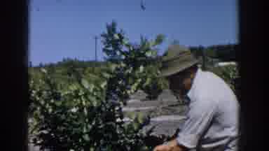 Michigan USA (1958): Man Hat Worker Picking Blueberries Bush Beside Road Car Fast