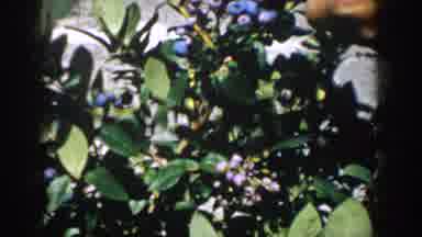 Michigan USA-1958: White Woman Picking Blueberry By Hand With A Blue Shirt In A