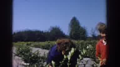Michigan USA (1958): Two Boys Wrestle While Two Girls Work In A Garden