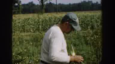 Michigan USA-1958: Corn Farmer And Family In Field With Classic Car
