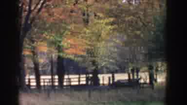 Michigan USA (1958): Trees Branches And Green And Orange Leaves Moving