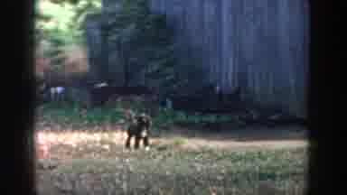 Michigan USA (1958): A Dog In A Backyard