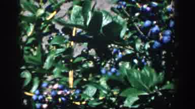 Michigan USA (1958): Blueberries Bush Moved By The Wind On A Sunny Day