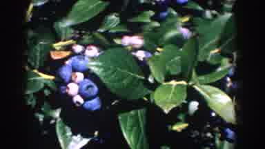 Michigan USA (1958): Plant With A Very Weird Purple Round Fruit Hanging From Its