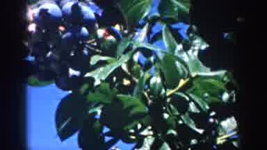 Michigan USA (1958): Fruit On A Tree Then Children Sitting On Steps