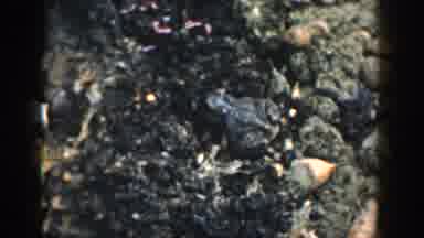 Michigan USA (1958): Frog Toad Soil Jumping Nature Garden Animal Old Video Coming