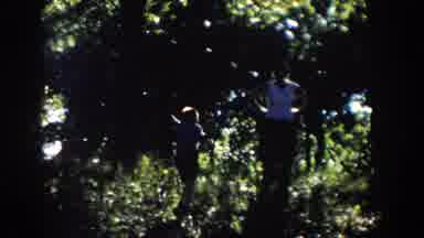Wisconsin USA (1958): Families Enjoy A Park By Willow Tree