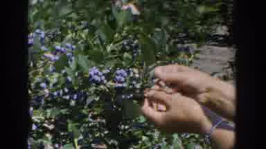 Wisconsin USA (1964): A Person Picking Wild Blueberries On The The Side Of The