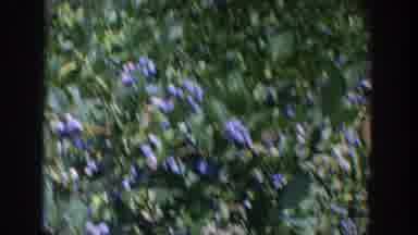 Wisconsin USA (1964): Two People Are Picking Farm Fresh Blueberries Ones Wearing A