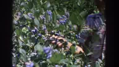 Wisconsin USA (1964): Blueberry Picking A Full Bush