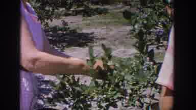 Wisconsin USA (1964): Two People Picking Grapes In The Summer Sun With Pride