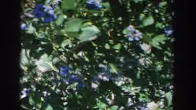 Wisconsin USA (1964): Woman Works In The Farm On A Beautiful Sunny Day In