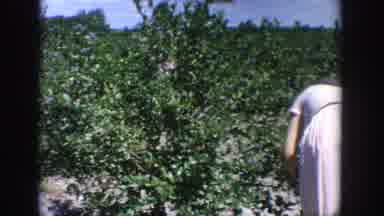 Wisconsin USA (1964): A Woman Bending Over In A Dress Is Picking Blueberries From