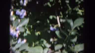 Wisconsin USA (1964): Some One Take The Natural Video And Take The Photos