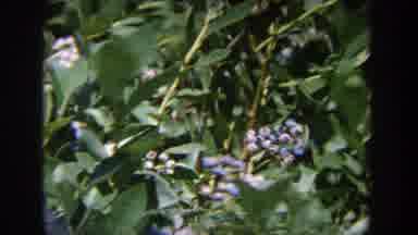 Wisconsin USA (1964): Peacock Bird - Zoo Grounds -Free Roaming -Showing Plumage