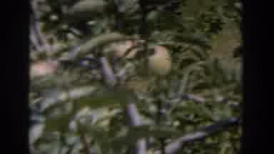 Wisconsin USA (1964): The Apple Trees Are In The Place Is So Nice