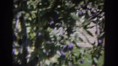 Wisconsin USA (1964): Fruit Tree In Beautiful Property With The Infrastructure To