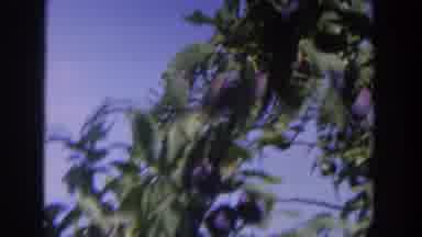 Wisconsin USA (1964): Old Gardening Video With Two People Teaching About Planting