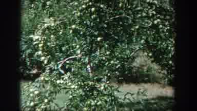 Wisconsin USA (1964): View Of Citrus Fruit Tree Elderly Couple Standing In Yard