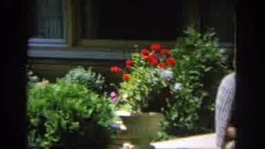 Wisconsin USA (1964): Flowers, Garden, Plants, Home, Beautiful, Daylight