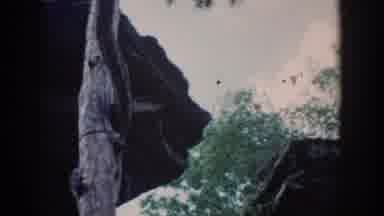Wisconsin USA (1964): A Group Of People Walking Through A Wildlife Trail On A Tour