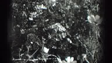 California USA (1936): Several Flowers And Bushes Are Seen As They Blow In The