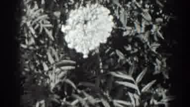California USA (1936): View Of Near Empty Train Yard Women, Gazing At Flower