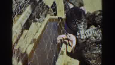 California USA (1936): Turkeys In Pen Eating, Reaper In Wheat Field