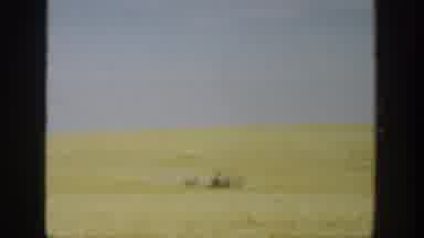 California USA (1936): Large Wheat Field On Cloudy Day Grey Sky Nobody's Here