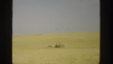 California USA (1936): Wind Blowing Across Wheat Field Farmer Male Walking Toward