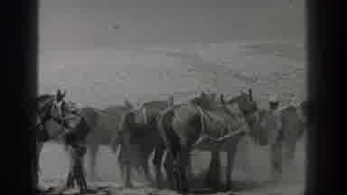 California USA (1936): Several Men Prepping And Gathering Horses In A Dusty Plain
