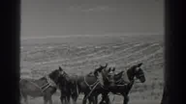California USA (1936): Many Horse Are Walking In The Land Follow To One Man