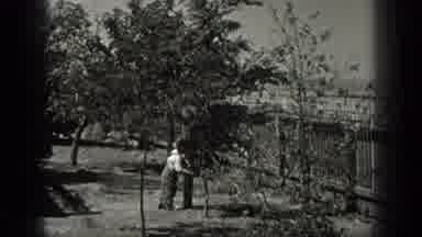 California USA (1936): Man By Swaying Tree