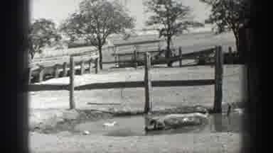 California USA (1936): Ducks Swimming In Multiple Locations