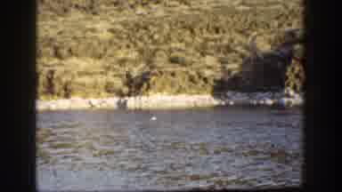 California USA (1936): Fly Fisherman Catching A Fish In River