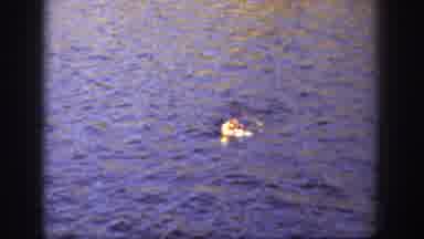 California USA (1936): The Dog Is Swimming In The Biggest And Nature Of The Sea
