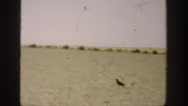 California USA (1936): Men Hunting Birds In Open Fields