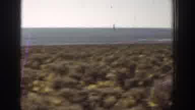California USA (1936): Wildlife In A Deserted, Dry Location