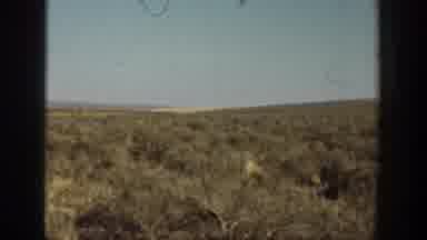California USA (1936): A Forest Is Viewed With Deer And A Human