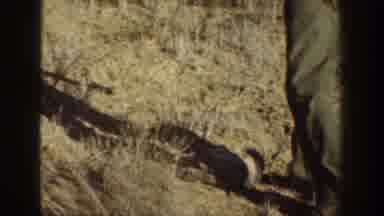 California USA (1936): Old-Fashioned Video Shows Death Of Gopher In A Wild Western
