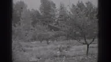 Chelan Washington USA (1939): Small Black And White Shots Of Nature With Trees And