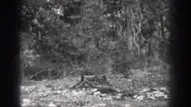 Chelan Washington USA (1939): Forest Area With Leaves And Dry Branches Probably