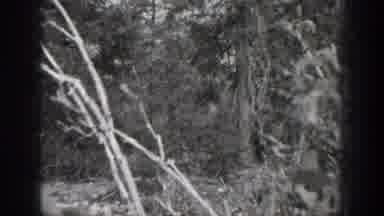 Chelan Washington USA (1939): One Man Is Cutting In The Dense Forest Using The Axe