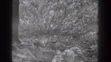 Chelan Washington USA (1939): A Squirrel In The Woods