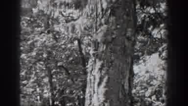 Chelan Washington USA (1939): The Nature Of Squirrels In Their Natural Habitat
