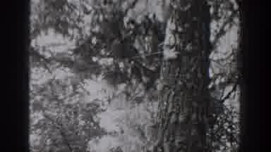 Chelan Washington USA (1939): A Sign Board, Walking Cat, Reptile On Tree And A