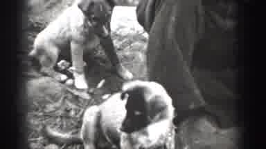 Chelan Washington USA (1939): Two Dogs Playing Between Them And With Their Master