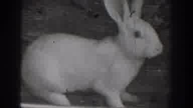 Chelan Washington USA (1939): Rabbit Is Sitting On The Ground And Seeing The Lake