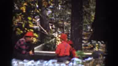 Chelan Washington USA (1939): The Group Of Peoples Were Cutting The Trees In The