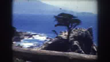 California USA (1952): Tree On A Cliff With The Sea In The Background Cinema